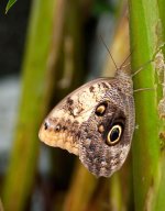 Caligo Memnon (The Owl Butterfly).jpg