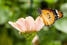 Danaus genutia (Common Tiger Butterfly).jpg