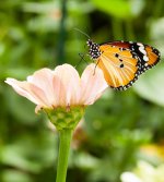 Danaus genutia-Common Tiger Butterfly.jpg