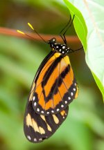 Danaus plexippus (Monarch Butterfly).jpg