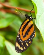 Danaus plexippus (Monarch).jpg