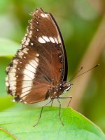 Great Eggfly (Hypolimnas bolina) (2).jpg