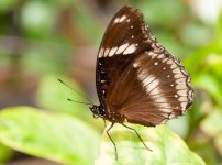 Great Eggfly (Hypolimnas bolina).jpg