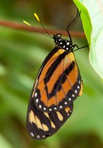 Monarch Butterfly.jpg