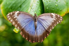 Morpho peleides (Blue Morpho).jpg