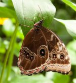 Owl butterfly (lat. caligo eurilochus).jpg