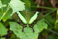 Papilio palinurus (2).jpg