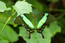 Papilio palinurus.jpg