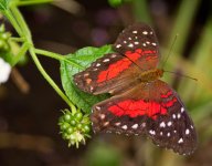 Scarlet Peacock.jpg