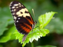 Tithorea harmonia (Harmonia Tiger-wing) (2).jpg