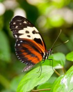 Tithorea harmonia (Harmonia Tiger-wing) (3).jpg