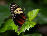 Tithorea harmonia (Harmonia Tiger-wing).jpg