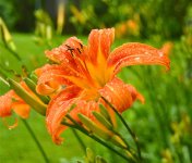 DSC_1328.jpg