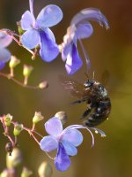 Bee.jpg