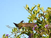 Hummer5.jpg