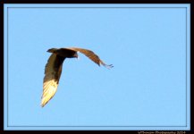 Hawk in Flight 2.jpg