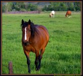 Friendly Horse.jpg