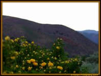 Wild Yellow Roses.jpg