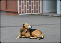 straydog 3.jpg