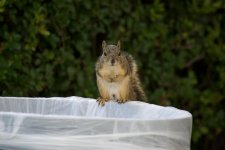 Squirrel.jpg
