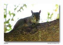 squirrel.jpg
