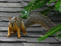 Squirrel.jpg