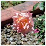 DSC_2402.jpg