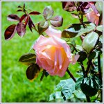 DSC_2404.jpg