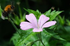 DSC_0344.jpg