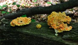 DSC_3421.jpg