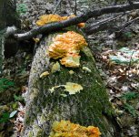 DSC_3423.jpg