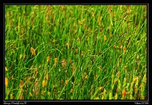 Day159Reeds.jpg