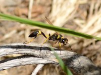 Wasp3.jpg