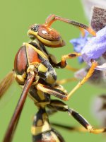Wasp5.jpg