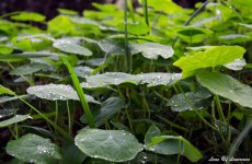 Nasturtiums LOL.jpg