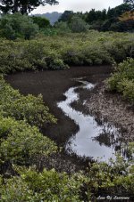 Swamp Creek LOL.jpg