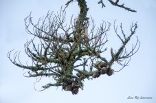 Natures Chandelier LOL.jpg