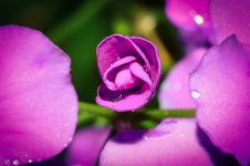 DSC_7242_edited.jpg