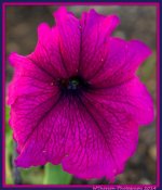 Purple Petunia.jpg