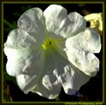 White Petunia in my Garden.jpg