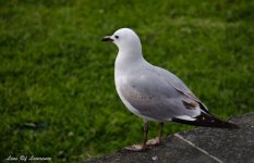 Just a seagull LOL.jpg