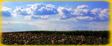 sunflowers near ZR2.jpg
