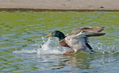 DSC_0448.jpg