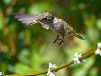 Hummer11.jpg