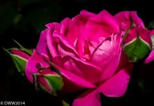 Pink Rose2 (1 of 1).jpg