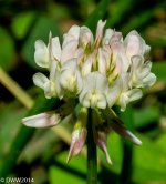 Clover2 (1 of 1).jpg