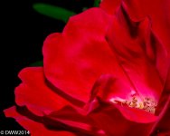 Red Rose (1 of 1).jpg