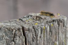 DSC_1745.jpg