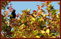 Black Bird in a Green and Red Tree.jpg