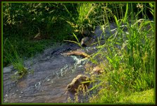 Small Creek.jpg